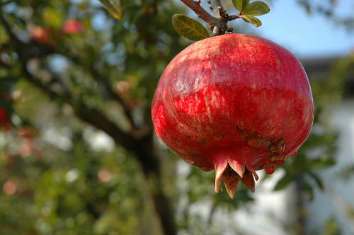 frutta e verdura