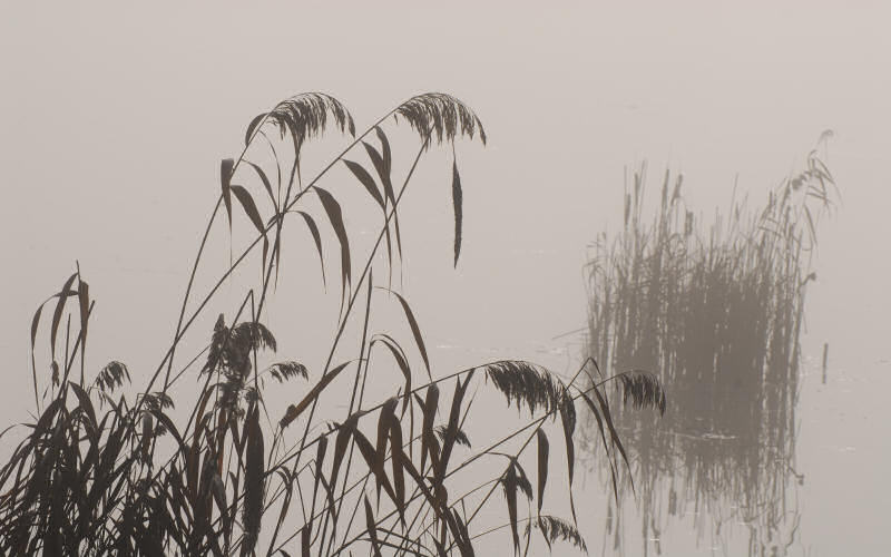 Lago di Fimon / superfici, acqua, nebbia - surface, water, fog