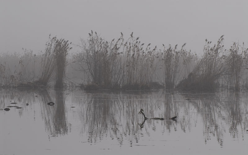 Lago di Fimon / superfici, acqua, nebbia - surface, water, fog