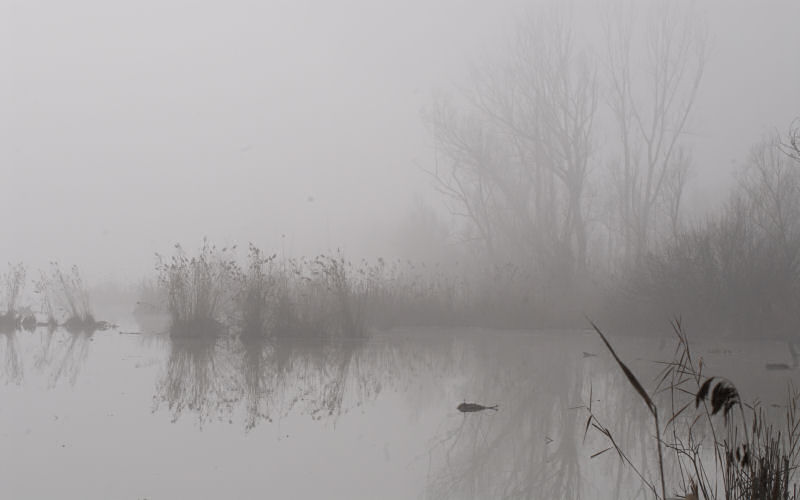 Lago di Fimon / superfici, acqua, nebbia - surface, water, fog