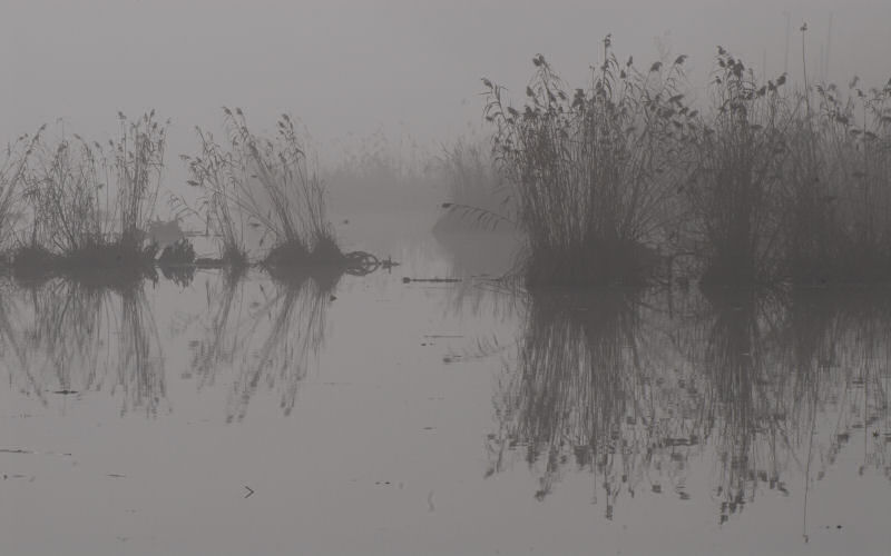 Lago di Fimon / superfici, acqua, nebbia - surface, water, fog