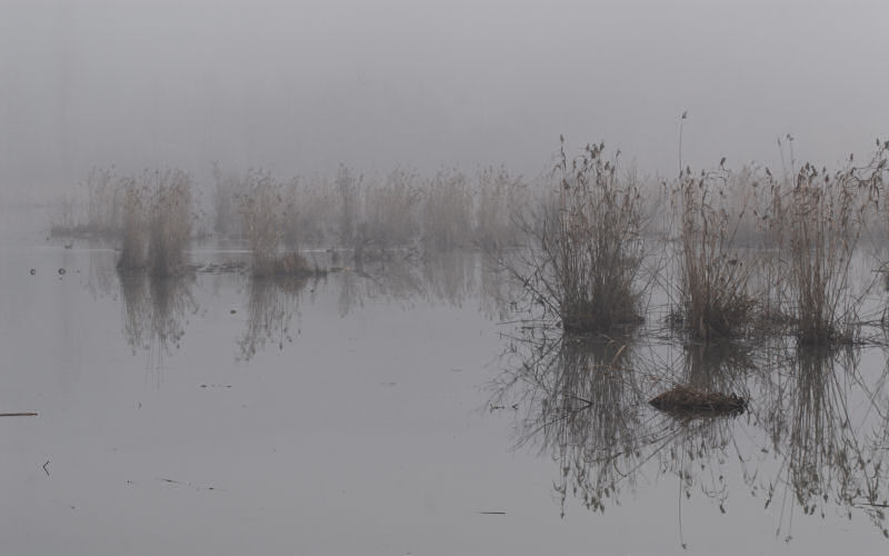 Lago di Fimon / superfici, acqua, nebbia - surface, water, fog