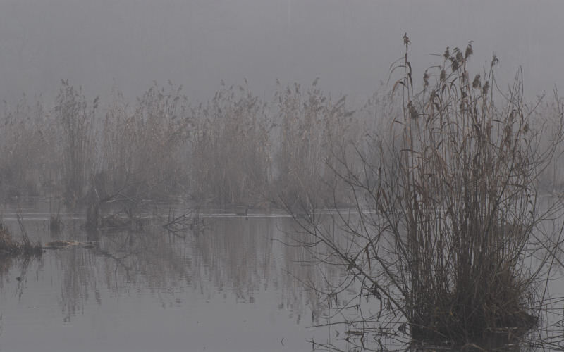 Lago di Fimon / superfici, acqua, nebbia - surface, water, fog