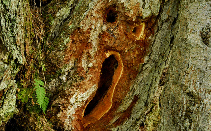 faces, face, legno, wood