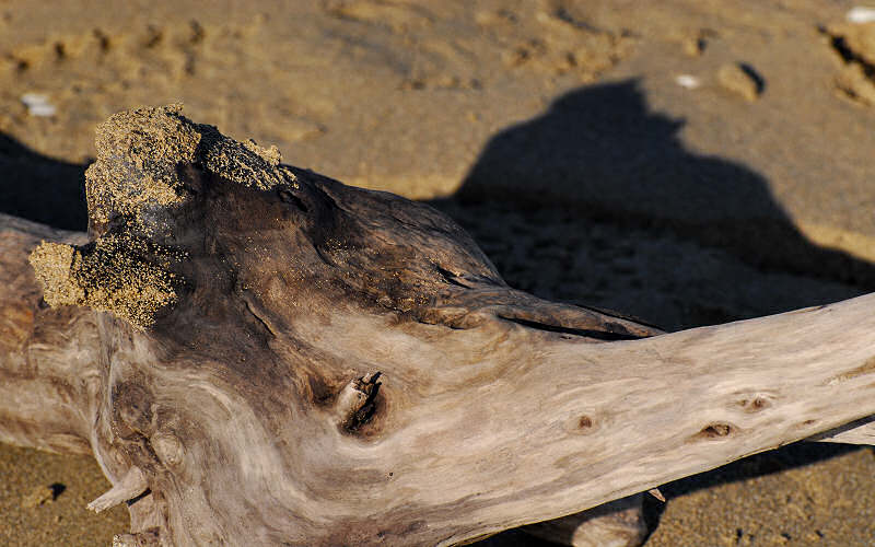 faces, face, legno, wood