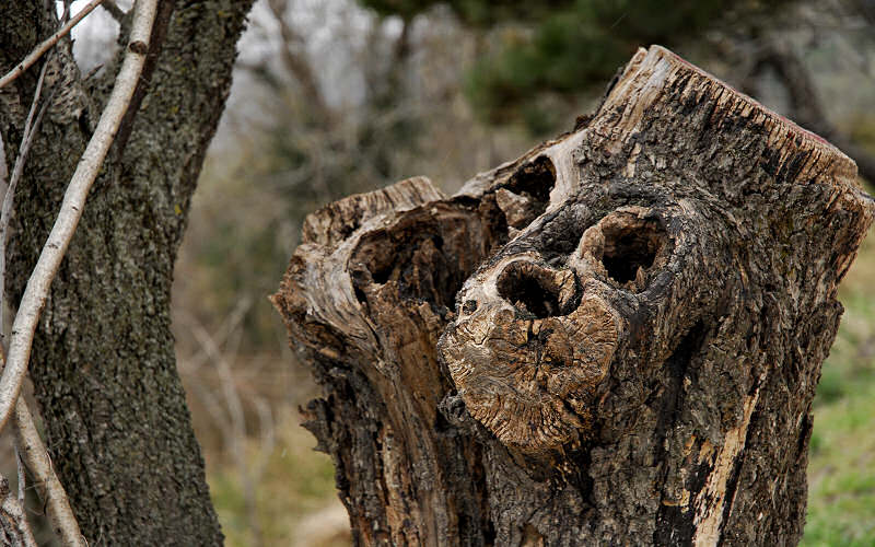 faces, face, legno, wood