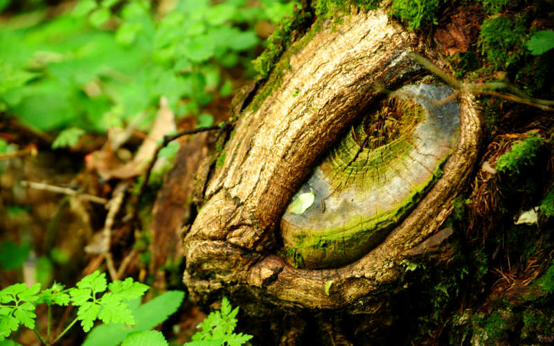 faces, face, legno, wood