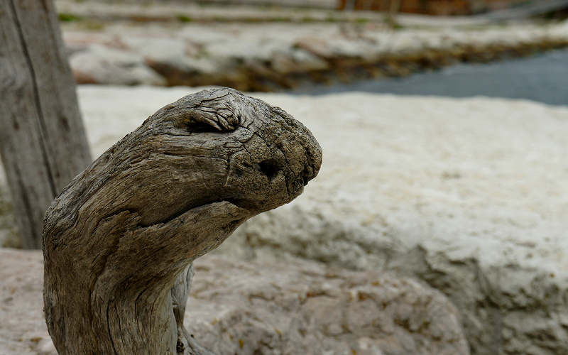 faces, face, legno, wood