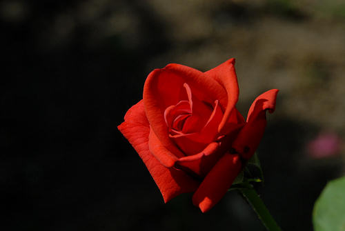 rose in giardino