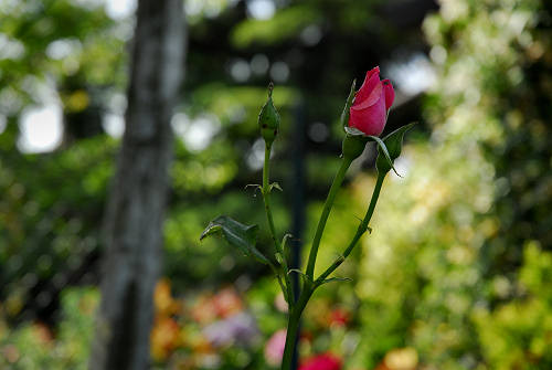 rose in giardino