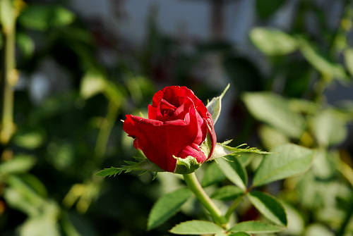 rose in giardino