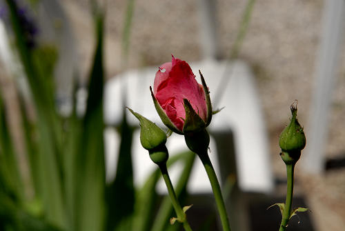 rose in giardino