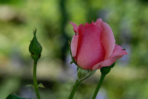 rose in giardino