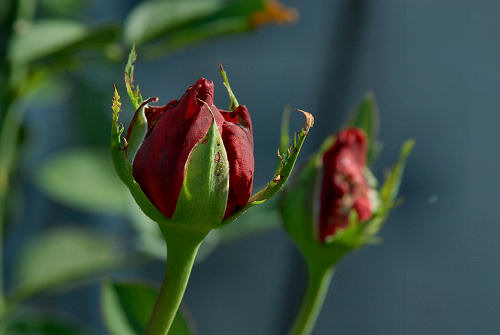 rose in giardino