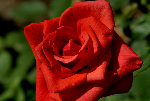 rose in giardino