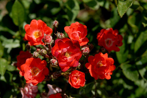 rose in giardino