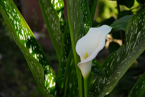 fiori in giardino