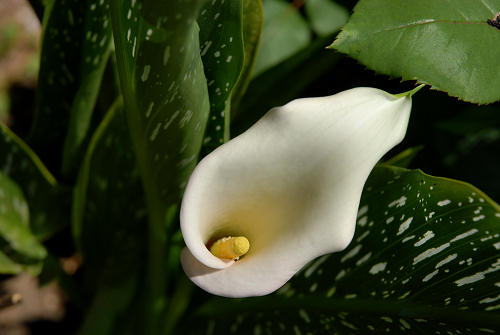 fiori in giardino