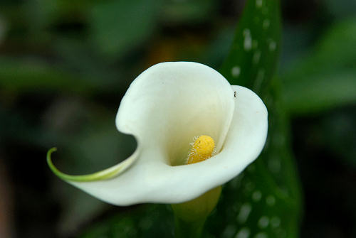 fiori in giardino