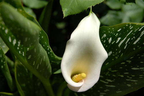 fiori in giardino