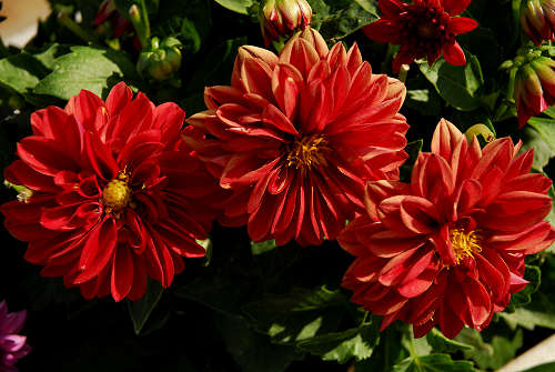 fiori in giardino