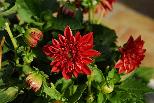 fiori in giardino