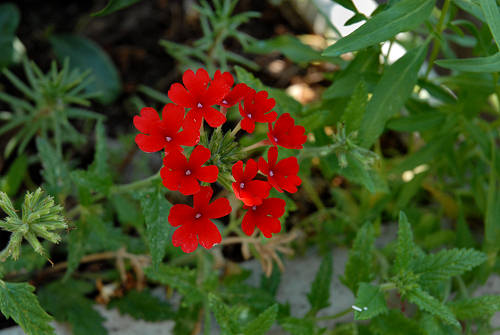 fiori in giardino