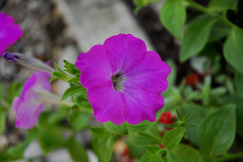 fiori in giardino