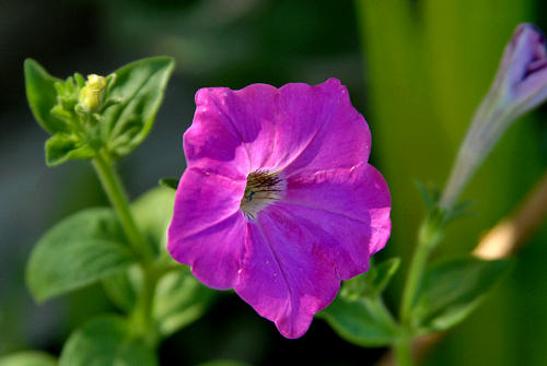 fiori in giardino