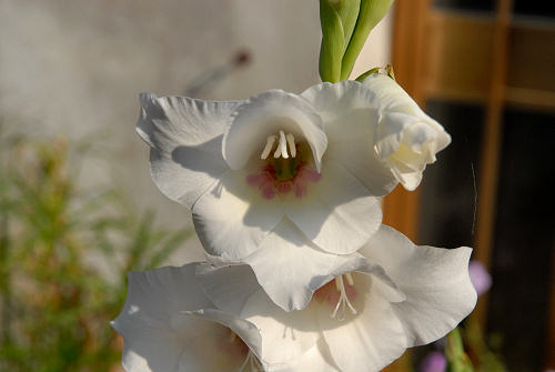 fiori in giardino