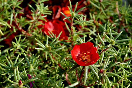 fiori in giardino