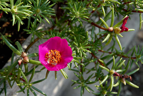 fiori in giardino