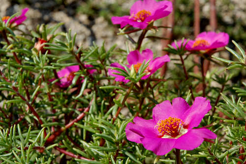 fiori in giardino