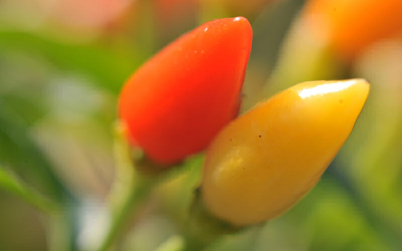 macro fotografia peperoncini