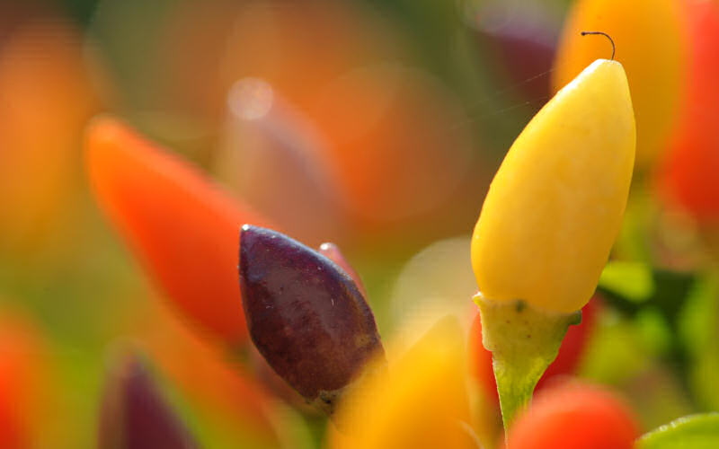 macro fotografia peperoncini