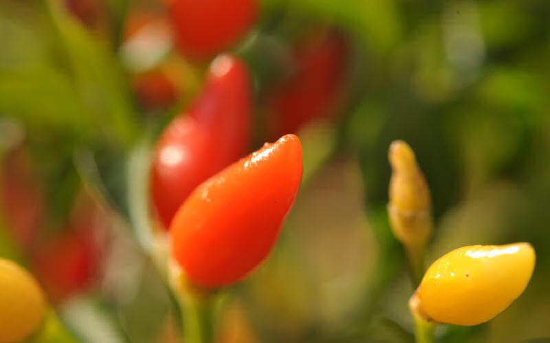 macro fotografia peperoncini