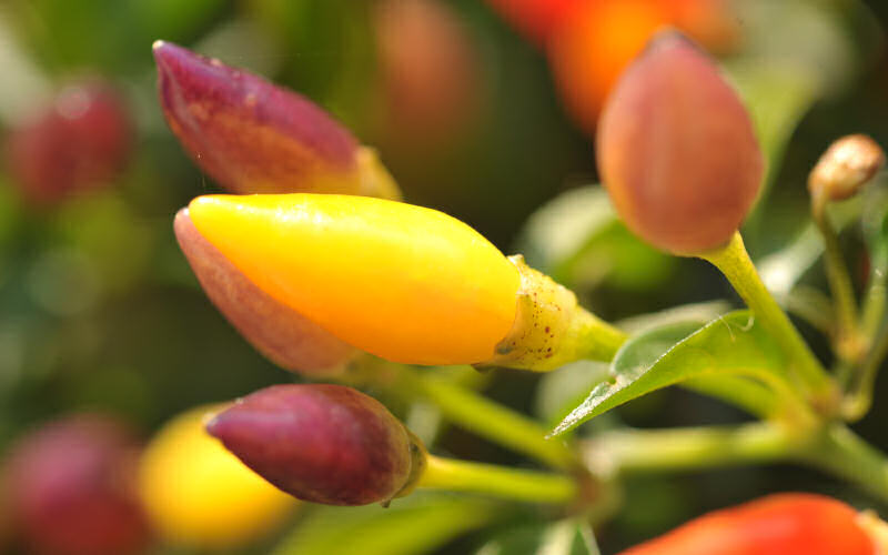 macro fotografia peperoncini