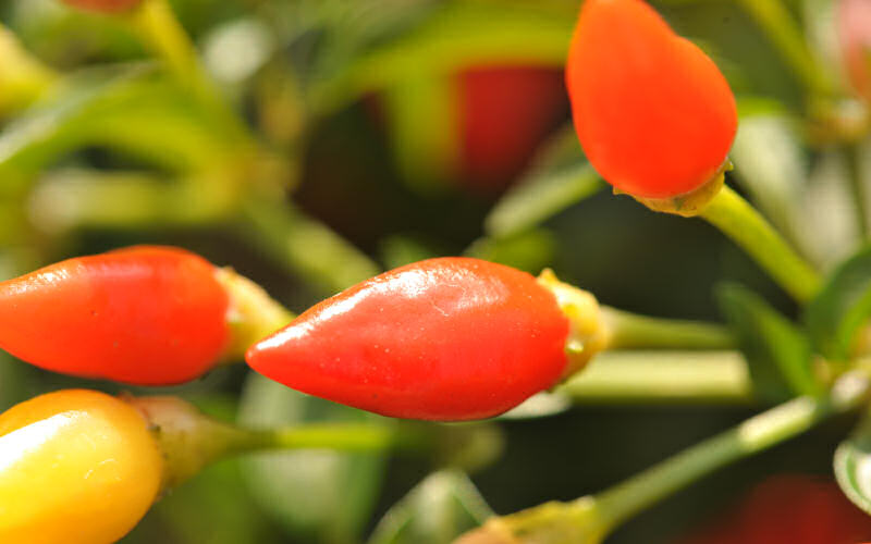 macro fotografia peperoncini