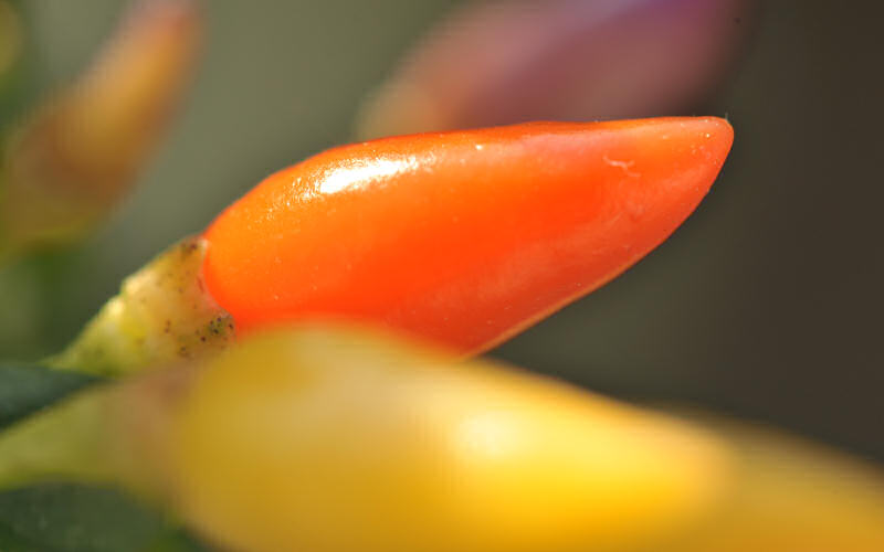 macro fotografia peperoncini