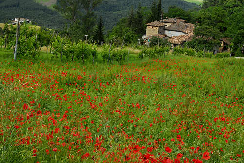 Appennino Emiliano, Rosola