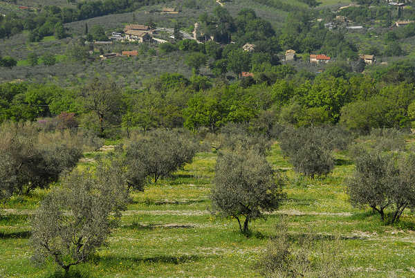 Assisi