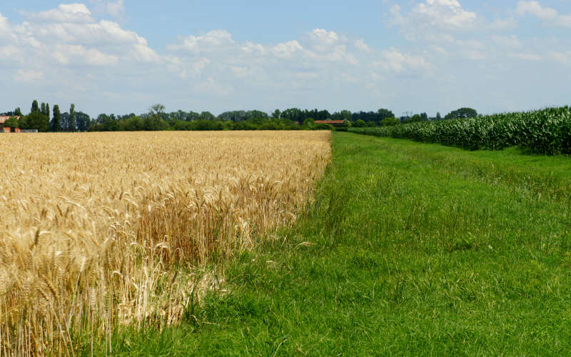 Cammino di S.Antonio, tratto Ferrara Bologna