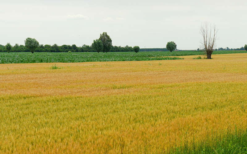 Cammino di S.Antonio, tappa Padova-Monselice-Rovigo