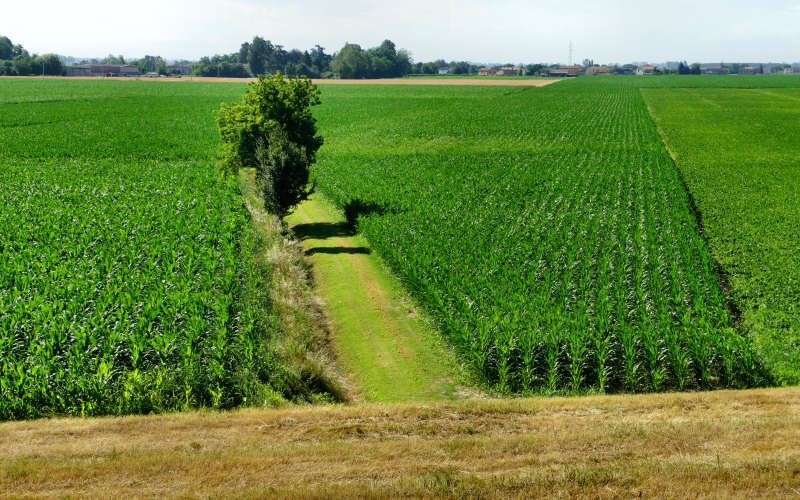 Cammino di S.Antonio, tappa Rovigo, Bosaro, Ferrara