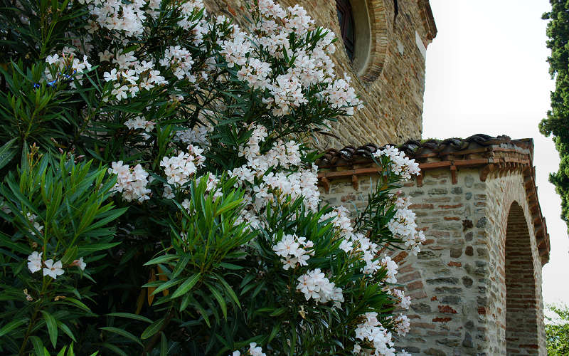 Tossignano Brisighella Dovadola, Cammino di Sant'Antonio