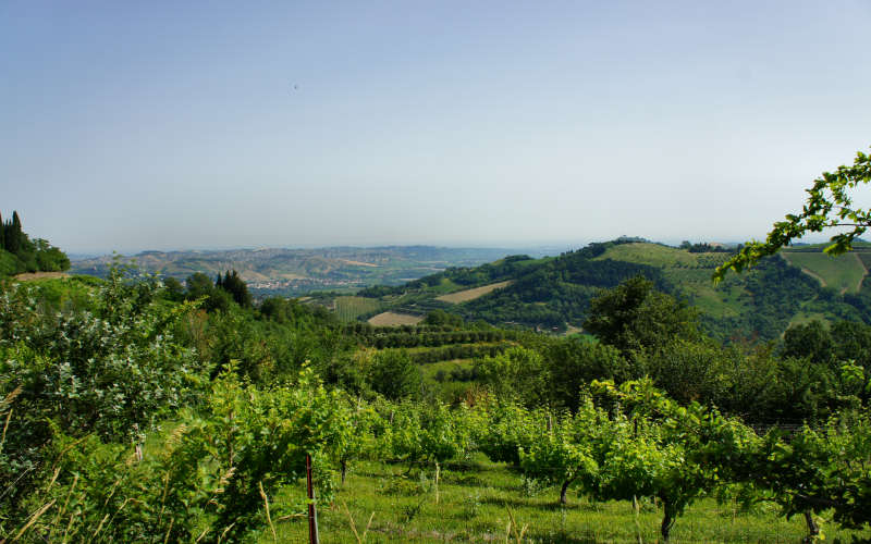 Tossignano Brisighella Dovadola, Cammino di Sant'Antonio