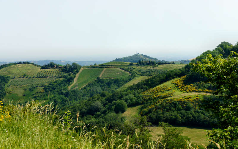 Tossignano Brisighella Dovadola, Cammino di Sant'Antonio