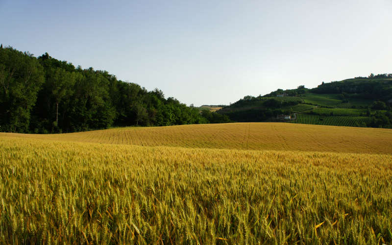 Tossignano Brisighella Dovadola, Cammino di Sant'Antonio