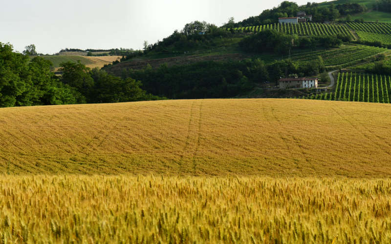 Tossignano Brisighella Dovadola, Cammino di Sant'Antonio