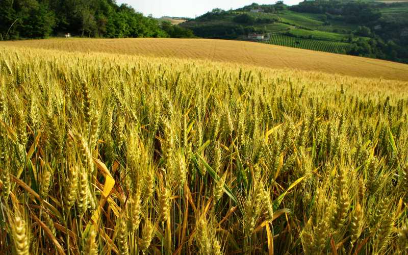 Tossignano Brisighella Dovadola, Cammino di Sant'Antonio